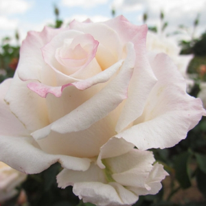 Vrtnica čajevka - Roza - Anniversary Waltz™ - 